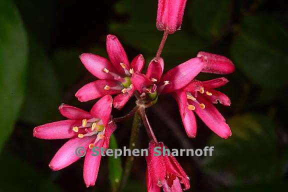 clintonia andrewsiana 6 graphic